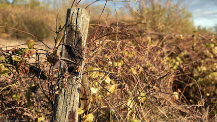 old abandoned vineyard at sunset. Nature, a village garden, dry grass, autumn season. Wine industry, decline, abandonment, unkempt vines. Beautiful landscape outside the city. Warm sunny weather