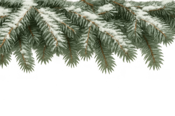 Fir tree branch with snow, creating a festive winter border, isolated on transparent background for christmas design
