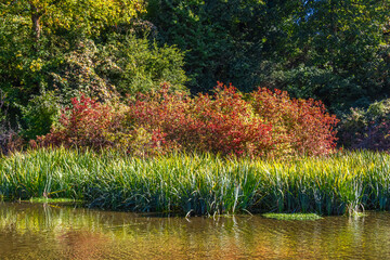 Lush Foliage and Pond in Autumn - Portland OR