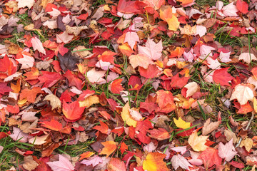 Fallen Leaves Cover the Grass