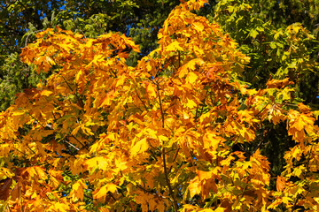 2025 10 15 Autumn Leaves - Sandy River Valley 005