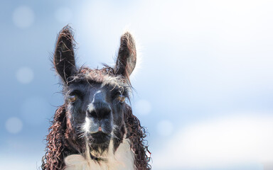 A striking portrait of a black-and-white alpaca in a minimalist composition, gazing into a clear blue sky that provides generous negative space for text or design overlays