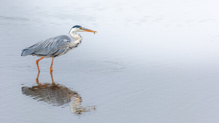 A solitary grey heron (Ardea cinerea) carefully stalking its prey in a calm, glass-like lake setting. The minimalist composition emphasises the elegant form of the bird, muted tones of grey and blue