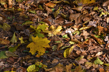 Dry leaves on the ground in a beautiful autumn forest. autumn background, fallen leaves in a forest or park. Grove. selective soft focus. autumn colors, beautiful season. autumn season, first frosts