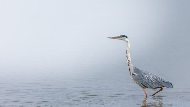 A solitary grey heron (Ardea cinerea) carefully stalking its prey in a calm, glass-like lake setting. The minimalist composition emphasises the elegant form of the bird, muted tones of grey and blue