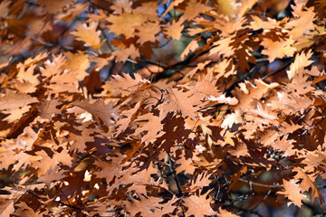 dry leaves, oak grove. Dry brown oak leaves in autumn Park. autumn background with dry oak leaves, close-up. autumn season, bright leaves, nature in the forest. natural background