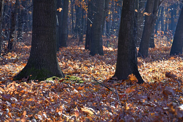 Dry oak leaves on the ground in a beautiful autumn forest. autumn background, fallen leaves in a forest or park. Oak Grove. walk in the fresh air. selective soft focus