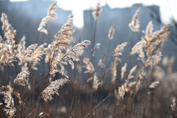 Fototapeta premium Phragmites australis. Pampas grass sways in the wind. Detail of flowering reed and grass plants. Reed-covered shore. Marshy area. Autumn season. Close-up nature, plant by the river.