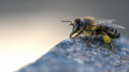 European honey bee. Beneficial insect. Pollen on legs. Garden pollinator. Bees produce fresh, healthy, honey. Beekeeping concept. macro photo. close-up. isolated. space for text