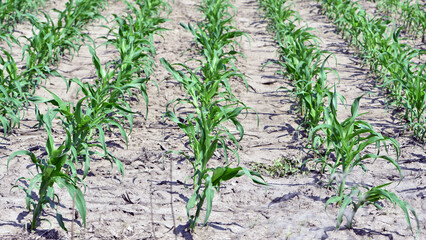 plant in soil, corn leaves, green sprout. Ecology, environmental protection. Greenhouse work. corn seedlings in field, small plants. spring, start of work, agriculture, farmland, agricultural business