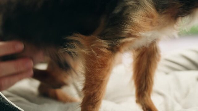 Yorkshire terrier at grooming salon, woman grrom small cute dog, happy animal life.