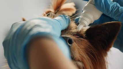 Veterinarian specialist holding small dog and applying eye drops and vitamins medicine, Yorkshire Terrier dog vet treatment, dog treated at home, dripping drops supplements.