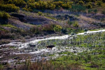 Two Dogs Traversing a river