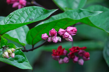 Bleeding Heart Vine Blooming in Garden with Foliage Background