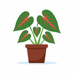 Fototapeta premium Vibrant potted plant with large, striking heart-shaped leaves, featuring intricate red veins against a lush green backdrop, perfect for home decor