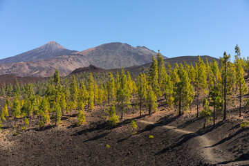 Naklejka premium Tourist trail with Teide and Pico Viejo