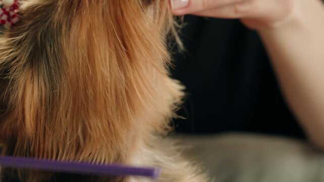 Yorkshire terrier at grooming salon, woman grrom small cute dog, happy animal life.