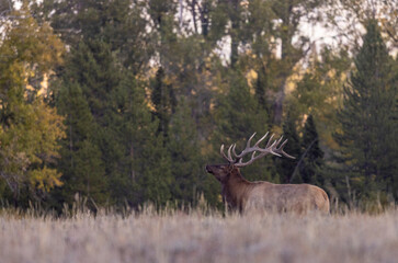Bull Elk During the Fall Rut in Grand Teton National Park Wyoming