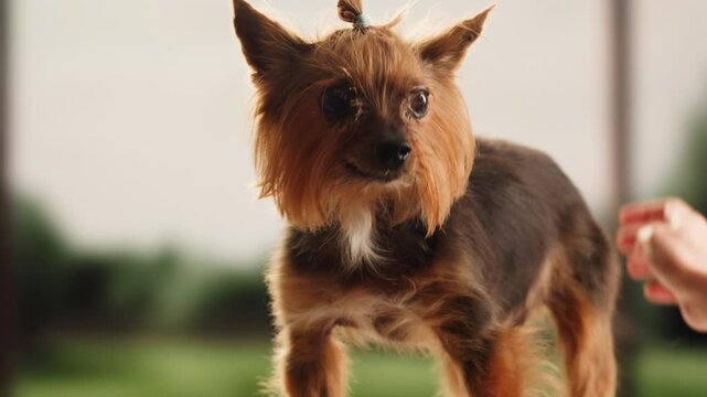 Yorkshire terrier at grooming salon, woman grrom small cute dog, happy animal life.