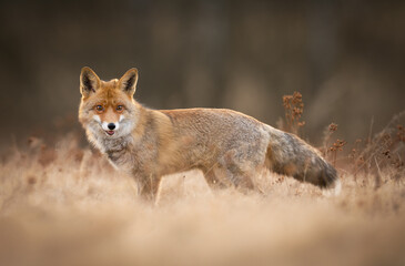 Fototapeta premium Red Fox ( Vulpes vulpes ) close up