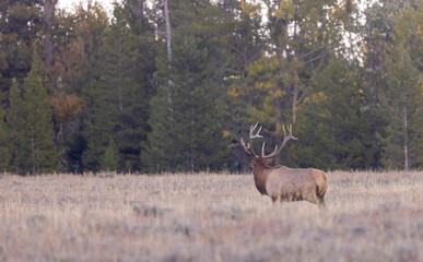 Bull Elk During the Fall Rut in Grand Teton National Park Wyoming