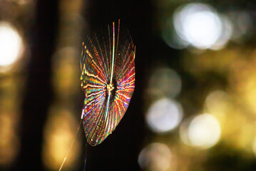Colorful Spiderweb