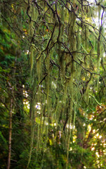 Moss in Pacific Northwest