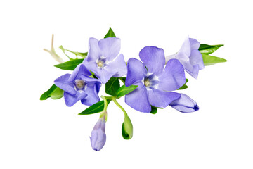 blue flowers isolated on white