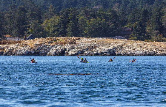 Kayakers in the San Juan Islands
