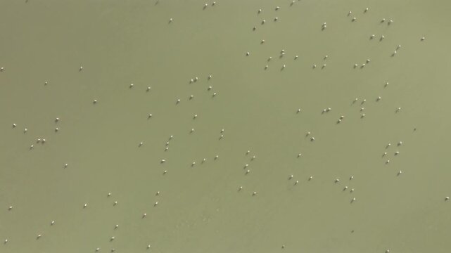 Aerial view of flamingos in Laguna Grande, Catamarca