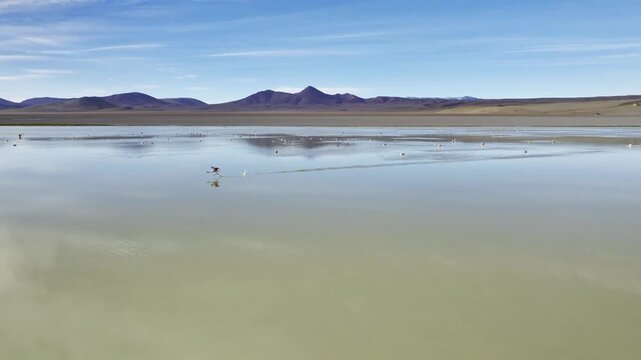Aerial view of flamingos on Laguna Grande in Argentina