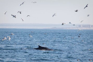 Humpback Whale with Gulls Overhead