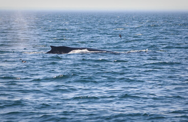Humpback Whale Surfacing