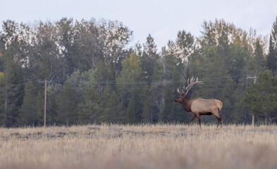 Bull Elk During the Fall Rut in Grand Teton National Park Wyoming