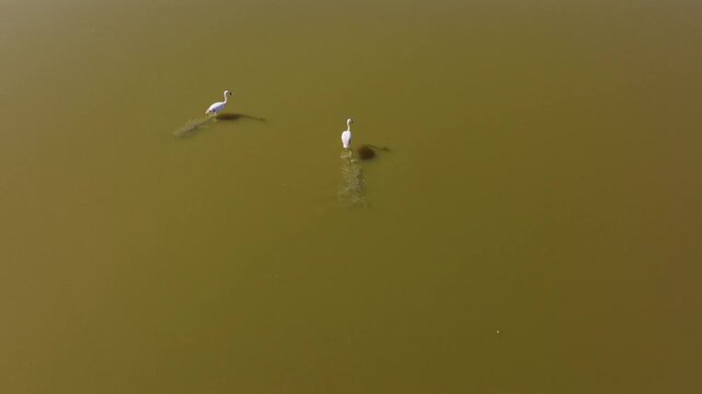 Aerial view of flamingos wading in Laguna Grande