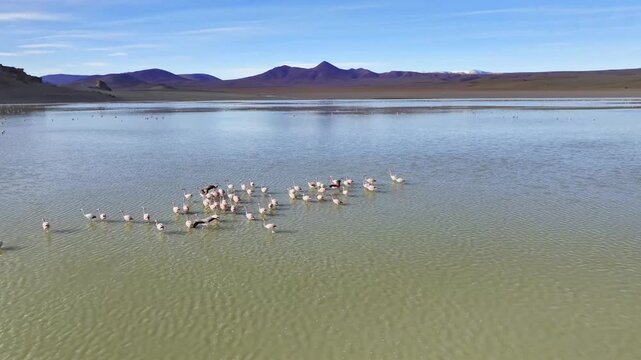 Aerial view of flamingos on Laguna Grande in Argentina