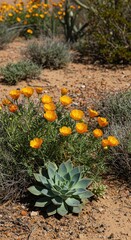 Obraz premium A vibrant display of blooming desert flowers and drought-resistant succulents thriving under the intense arid sun, symbolizing resilience and life ,geometry ,nature ,spine