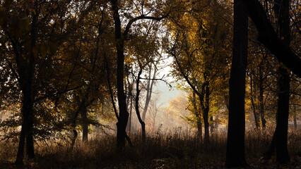 Morning mystical light through the trees