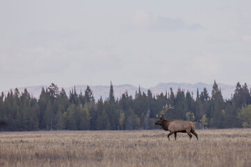 Bull Elk During the Fall Rut in Grand Teton National Park Wyoming