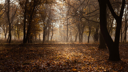 Morning mystical light through the trees