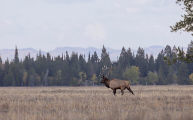 Bull Elk During the Fall Rut in Grand Teton National Park Wyoming