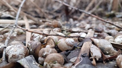 mushrooms in the grass