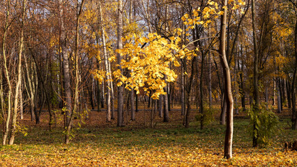 Morning mystical light through the trees