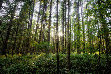 Sunlight in tall trees