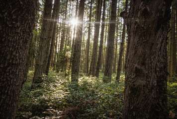 Sunlight through tall trees