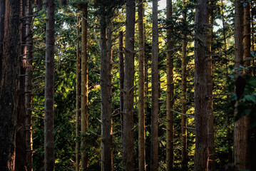 Dense forest in pacific northwest