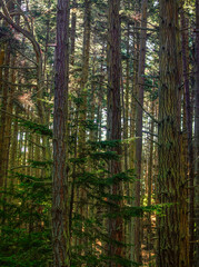 Tall trees on San Juan Island