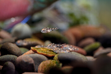 Kribensis Tropical fish With Fry Pelvicachromis pulcher