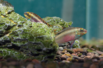 Kribensis Tropical fish With Fry Pelvicachromis pulcher