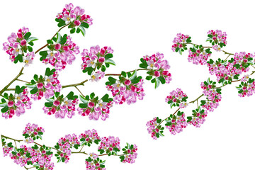 flowers and butterflies